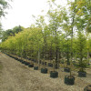Rows of large trees