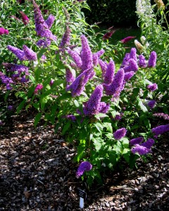 Buddlejas make great garden plants