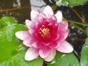 Water Lily - a useful addition to a pond