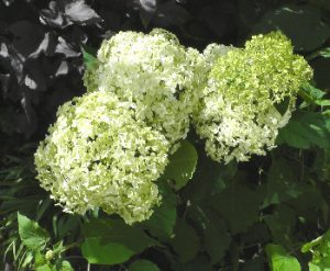 Hydrangea ' Annabelle'